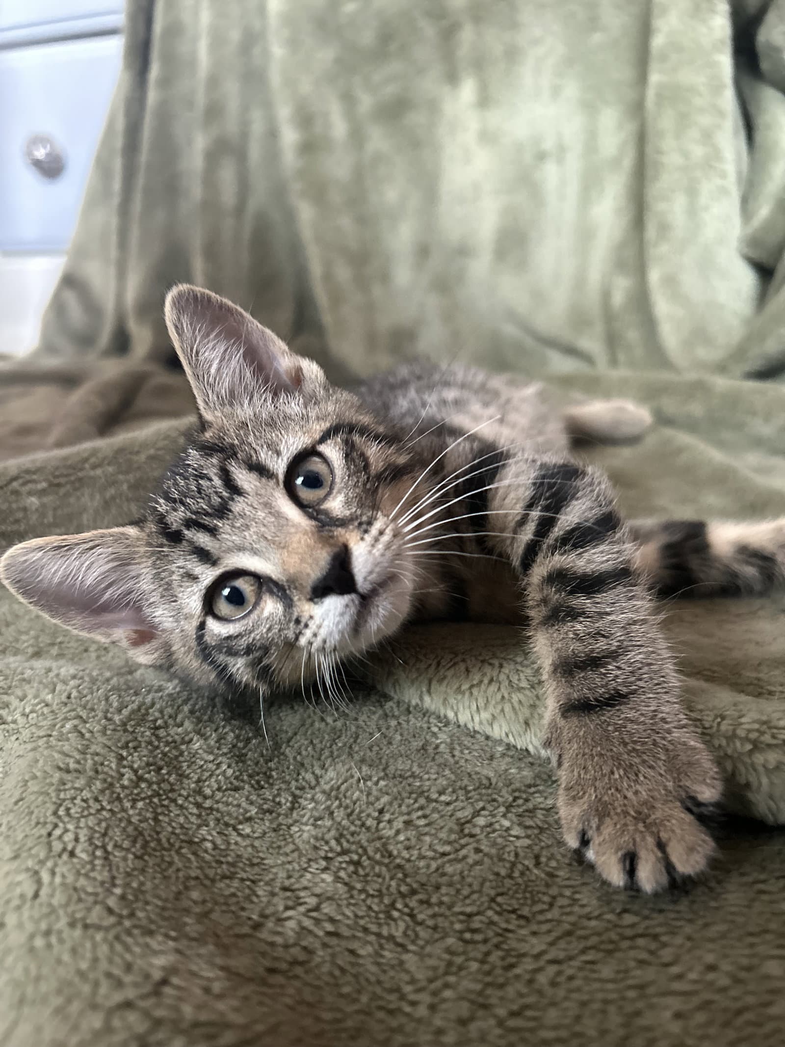 Marceline - Domestic Short Hair