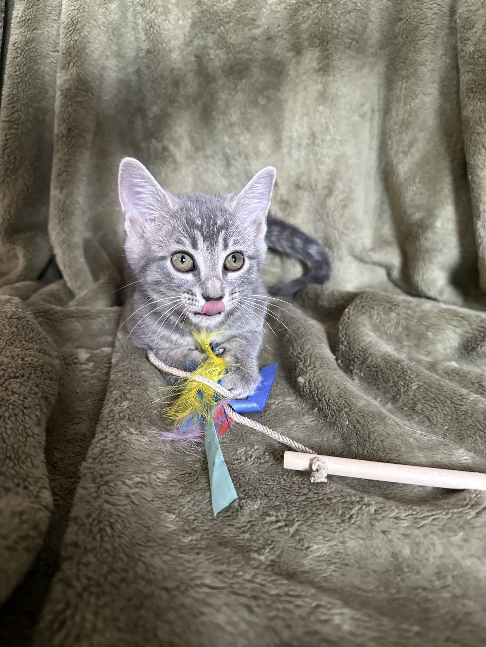 Zelda - Domestic Short Hair
