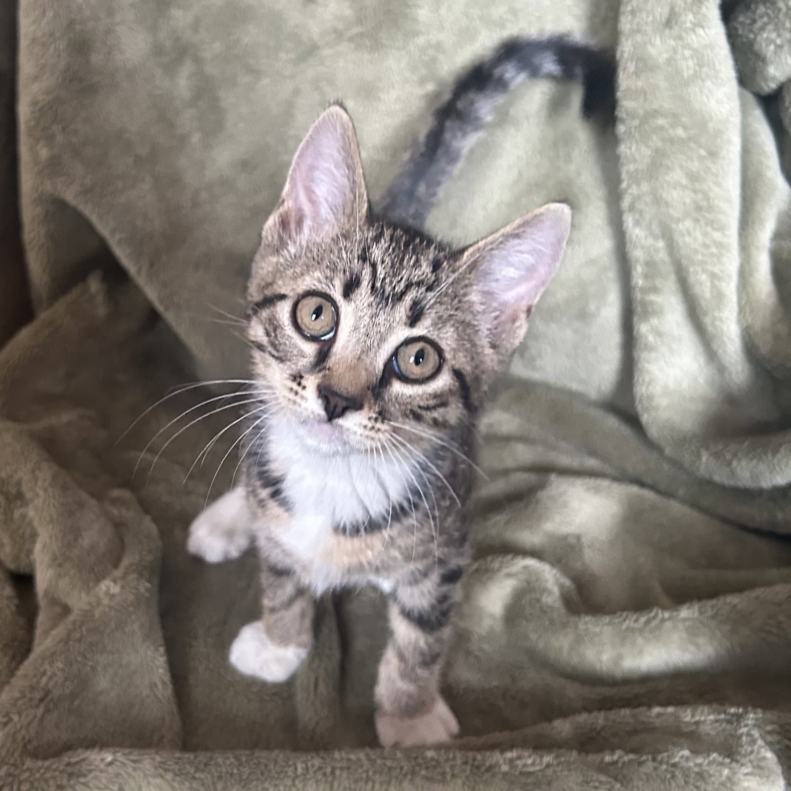 Bella - Domestic Short Hair