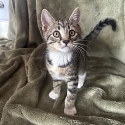 Bella image 2
