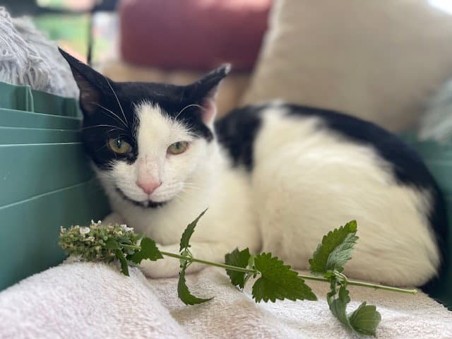 Opie Praying Paws - Domestic Short Hair