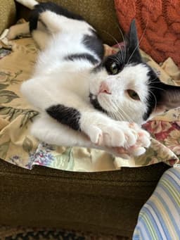 Opie Praying Paws image 2