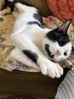 Opie Praying Paws image 3
