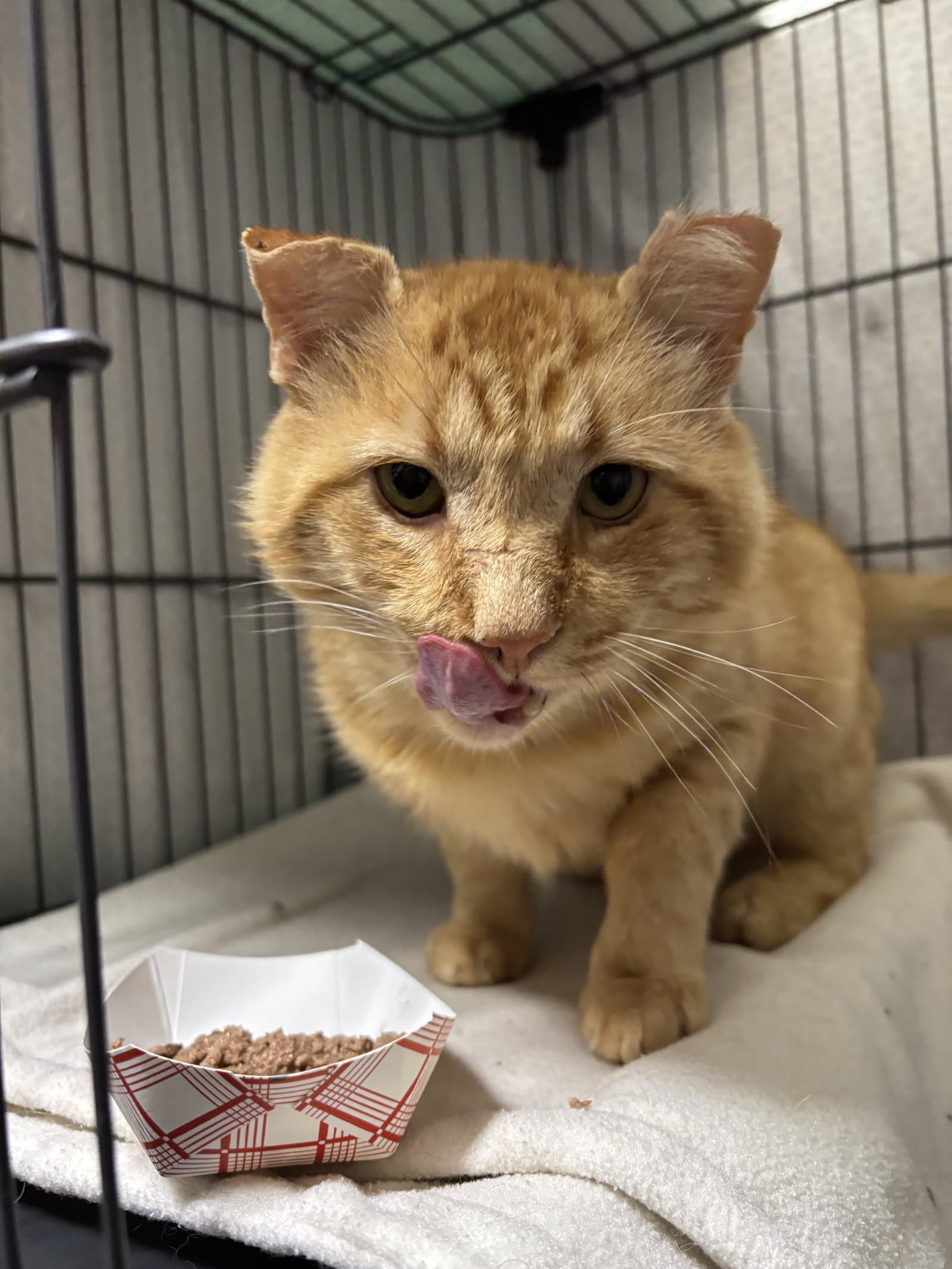 Teddy - Domestic Short Hair