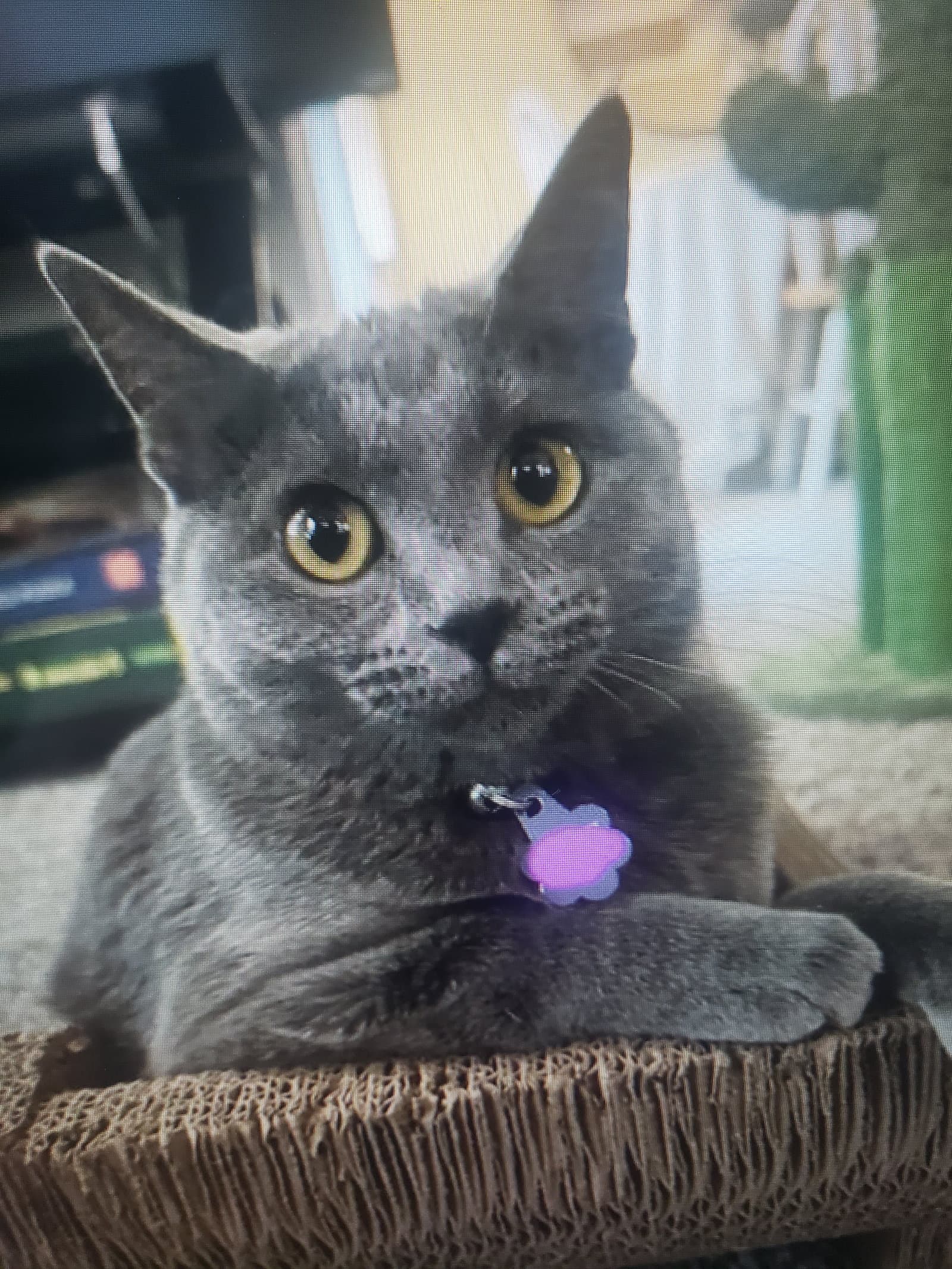 Cinder - Domestic Short Hair