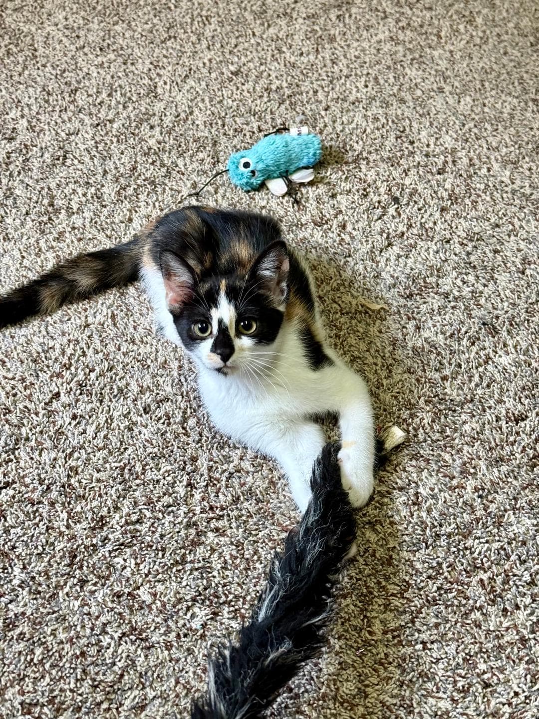 Cinnamon - Domestic Short Hair