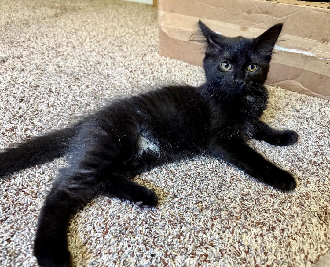 Raisin - Domestic Medium Hair