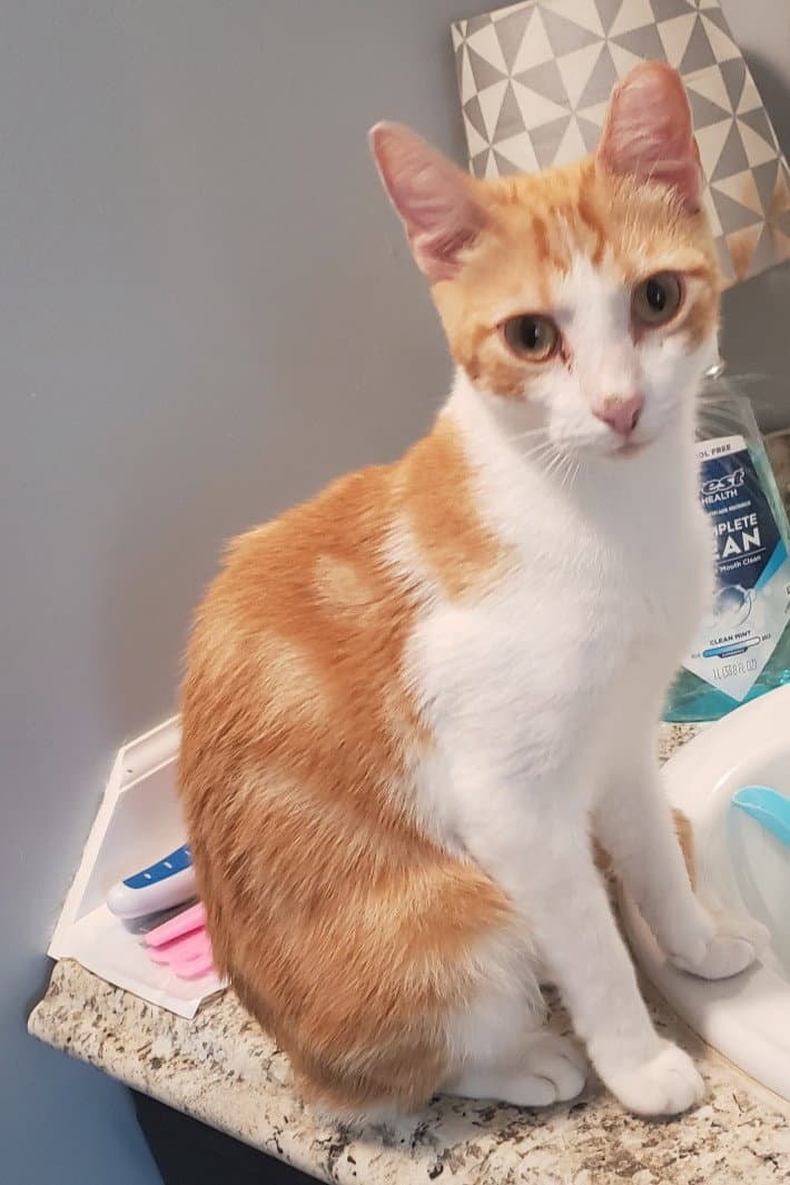 Petey - Domestic Short Hair