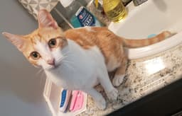 Petey image 4