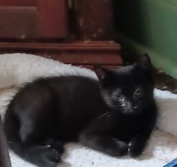 Mordecai image 1