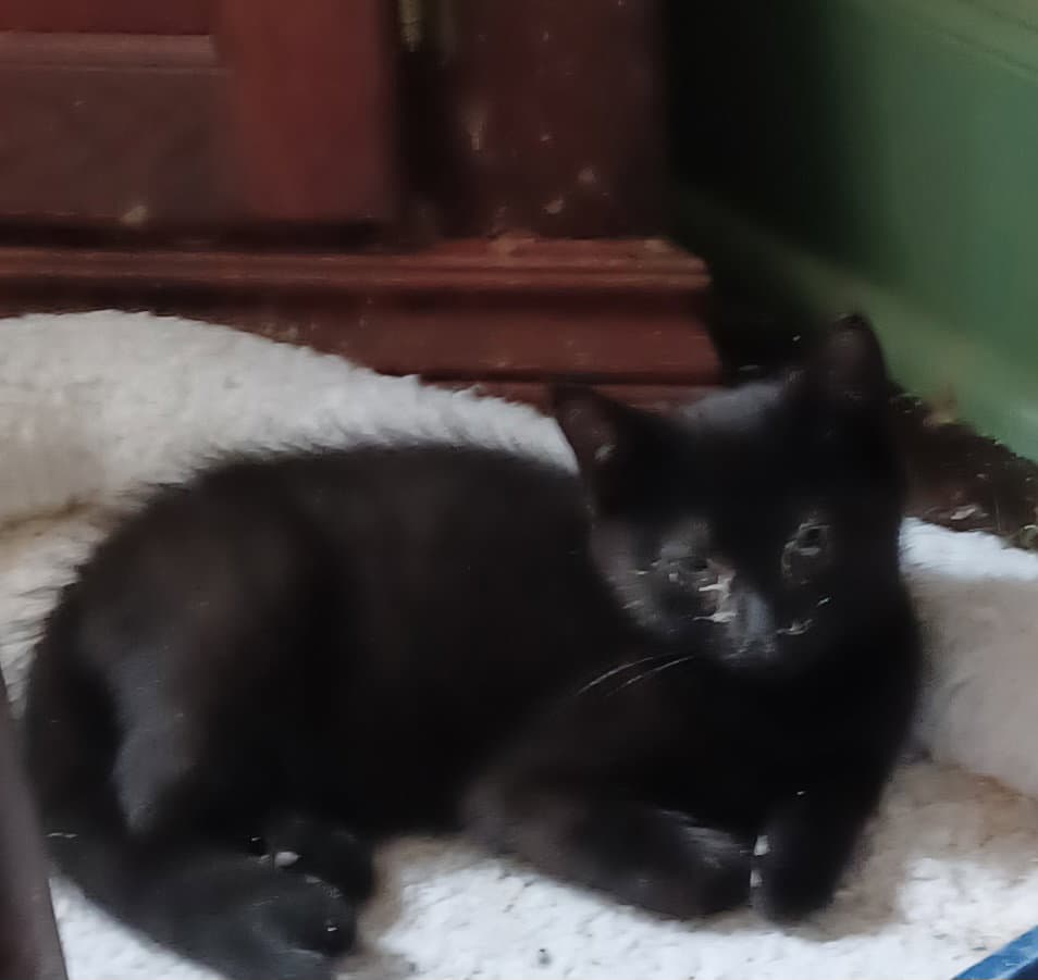Mordecai - Domestic Short Hair