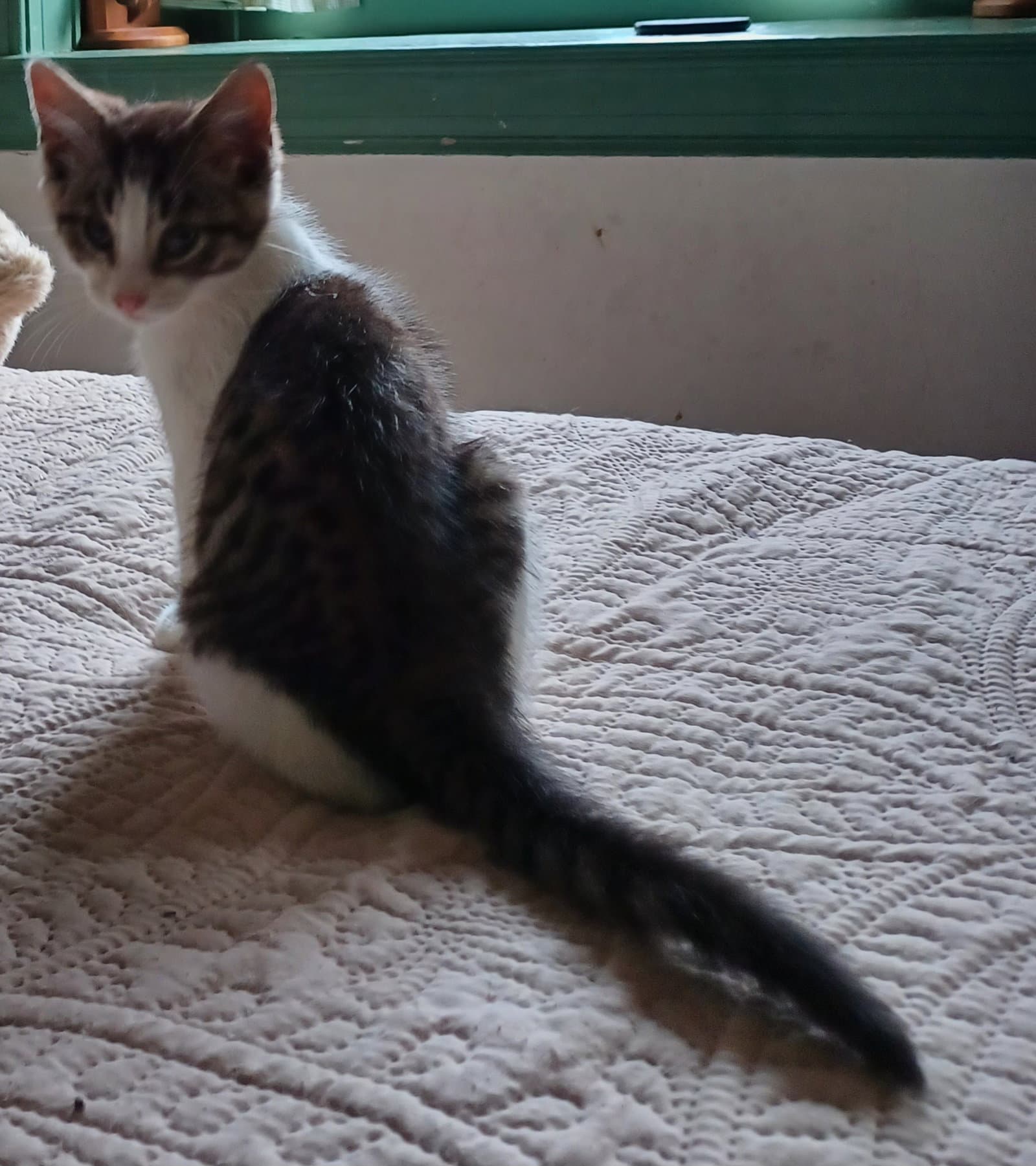 Carl - Domestic Short Hair