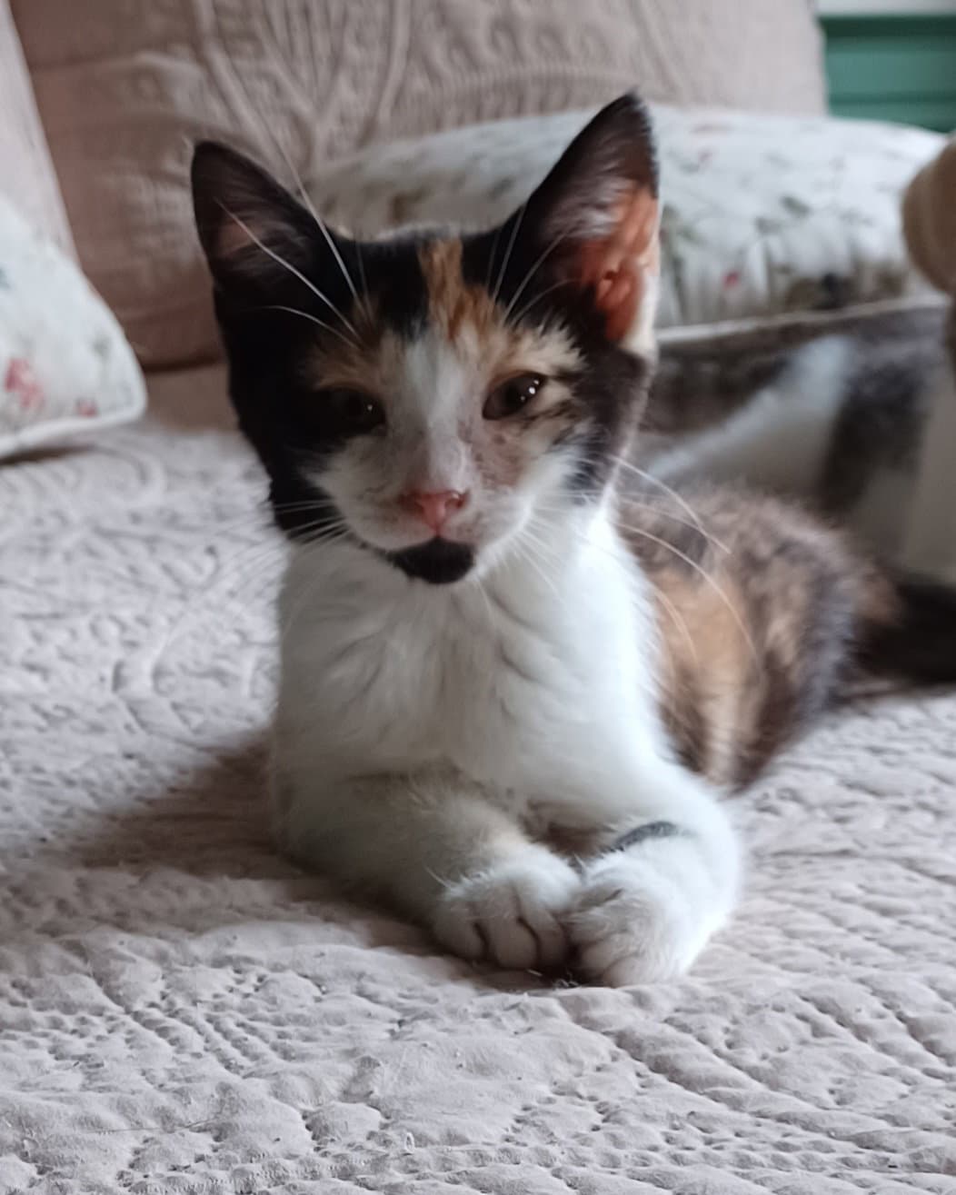 Princess Donut - Domestic Short Hair