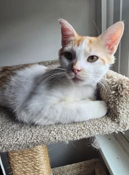 Milo image 2