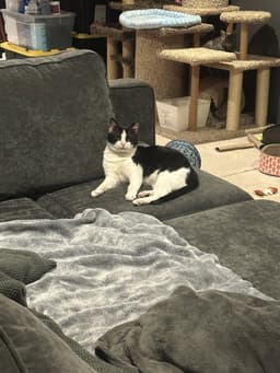 Sylvester image 1