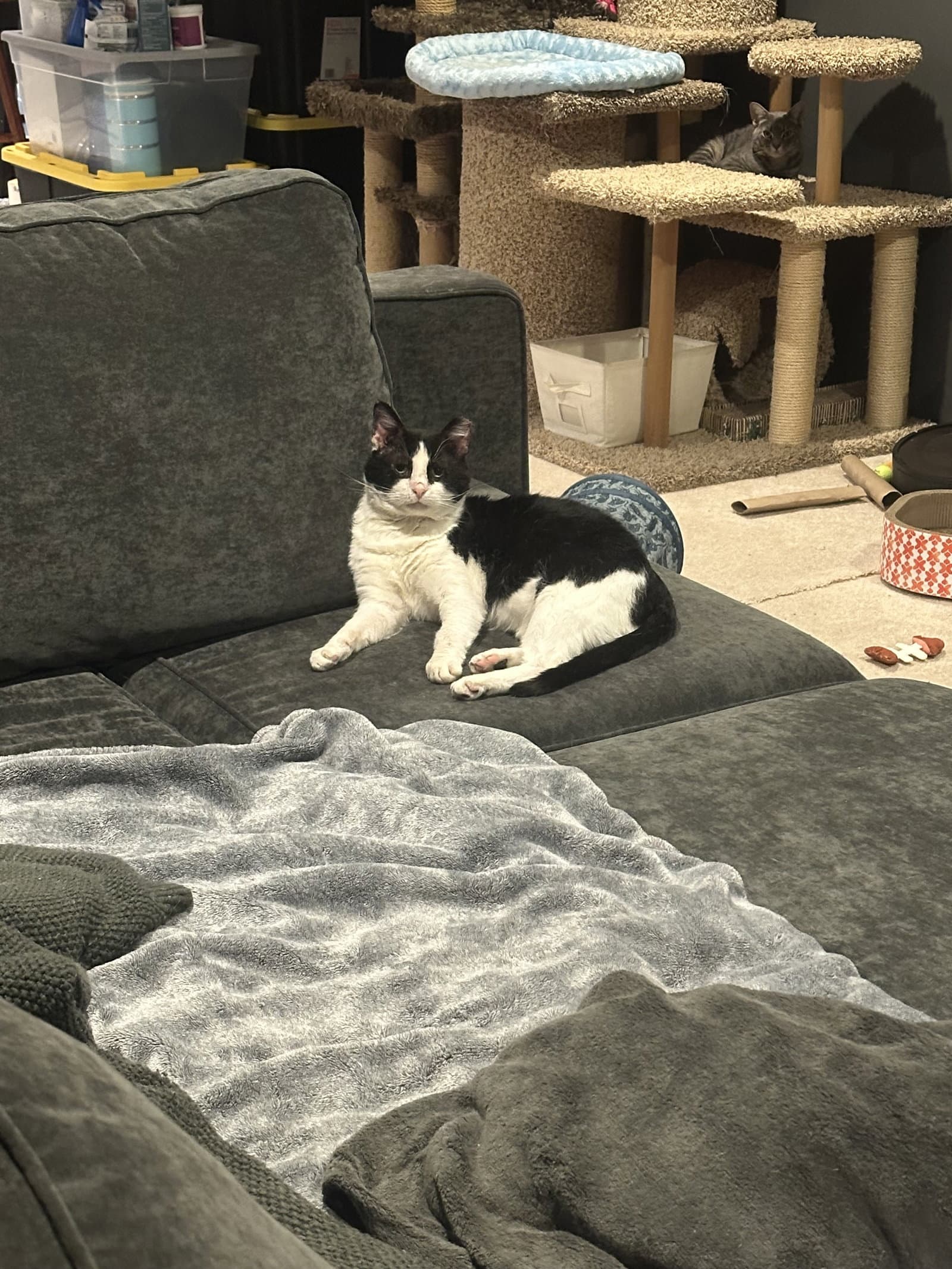 Sylvester - Domestic Short Hair
