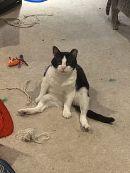 Sylvester image 2