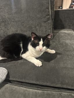 Sylvester image 4