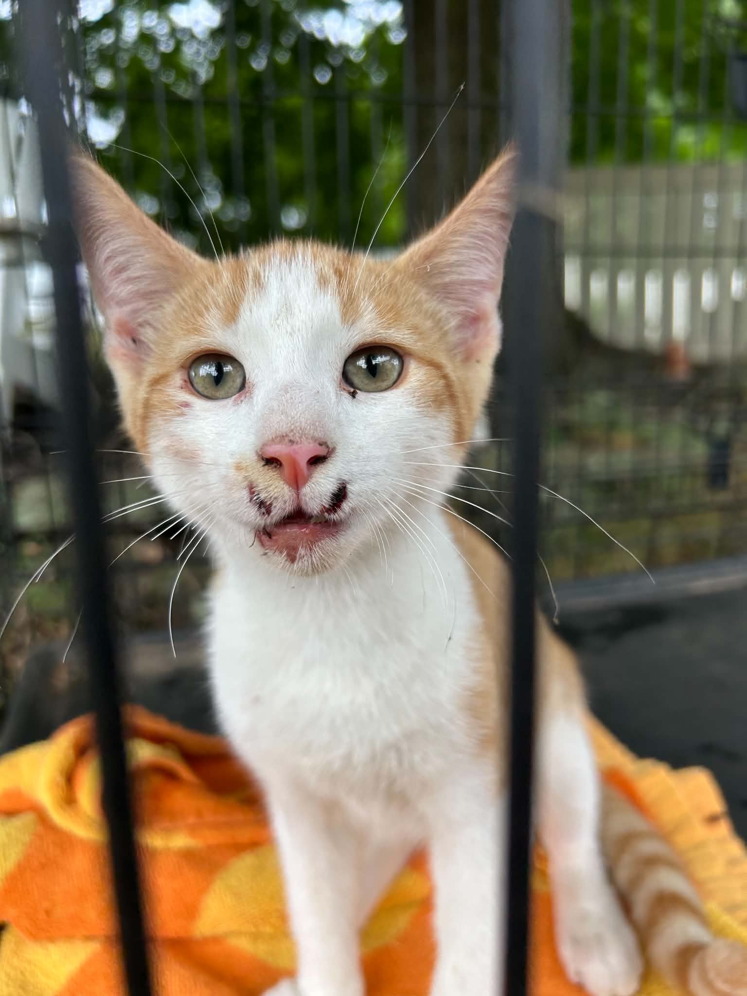 Archee - Domestic Short Hair