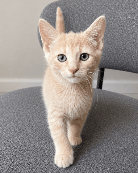 Allie - Domestic Short Hair