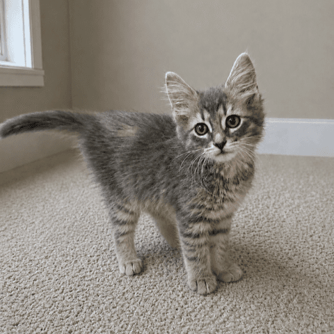 Artie - Domestic Medium Hair