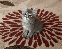 Artie image 2