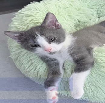 Fig - Domestic Short Hair