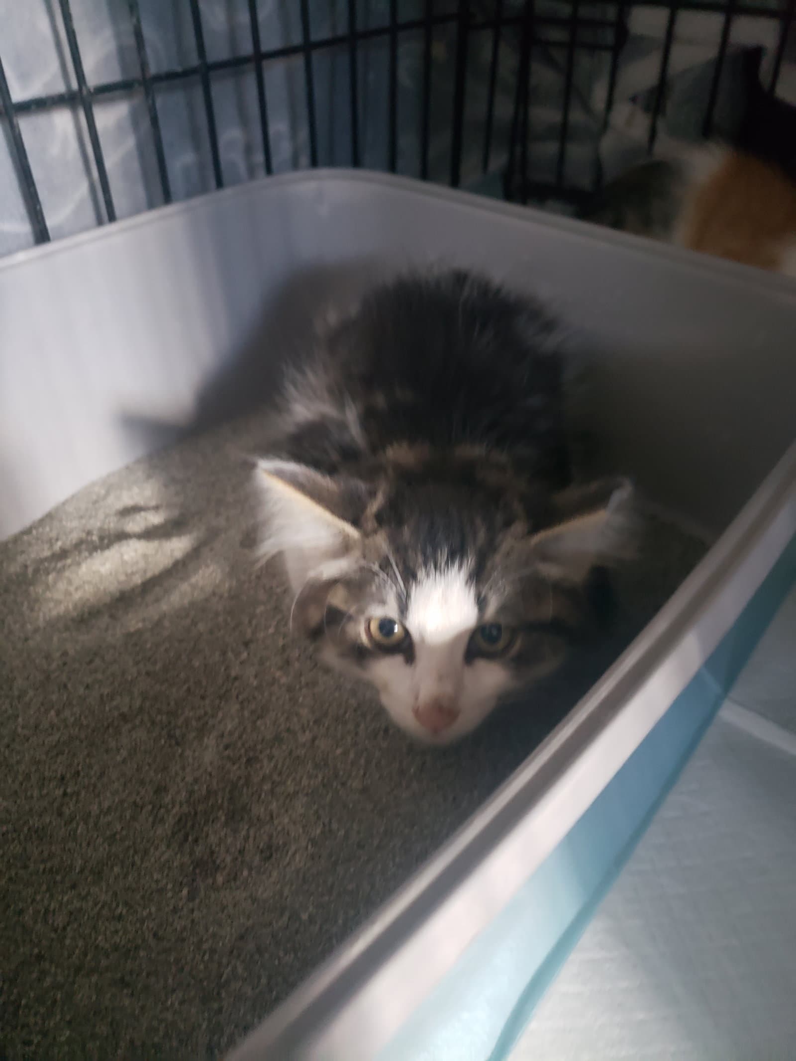 Finney Bonded With Gwen - Domestic Medium Hair
