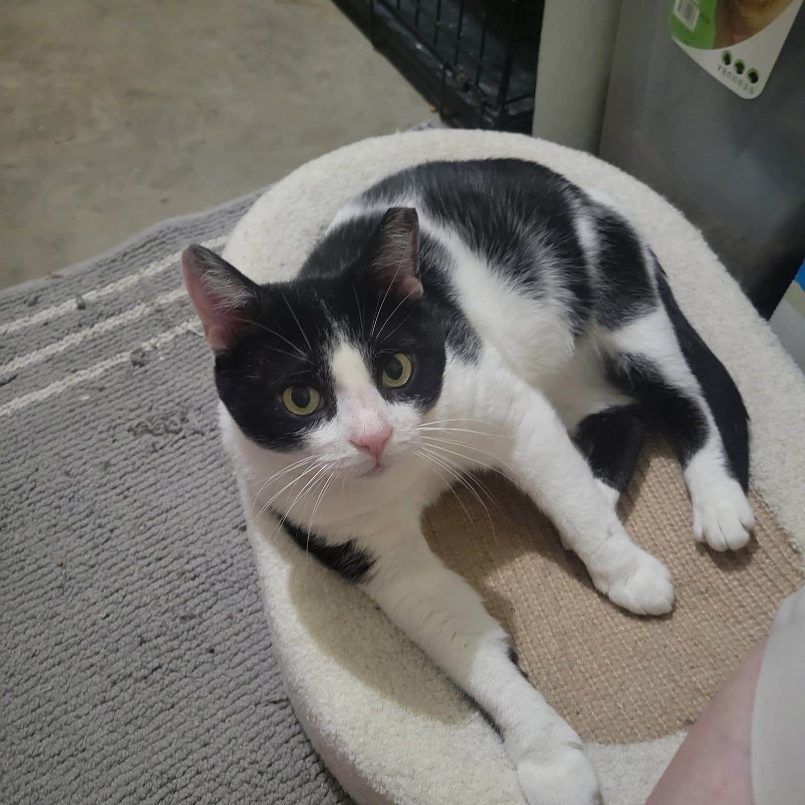 Brooks - Domestic Short Hair