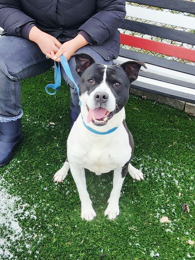 Blaze - American Staffordshire Terrier