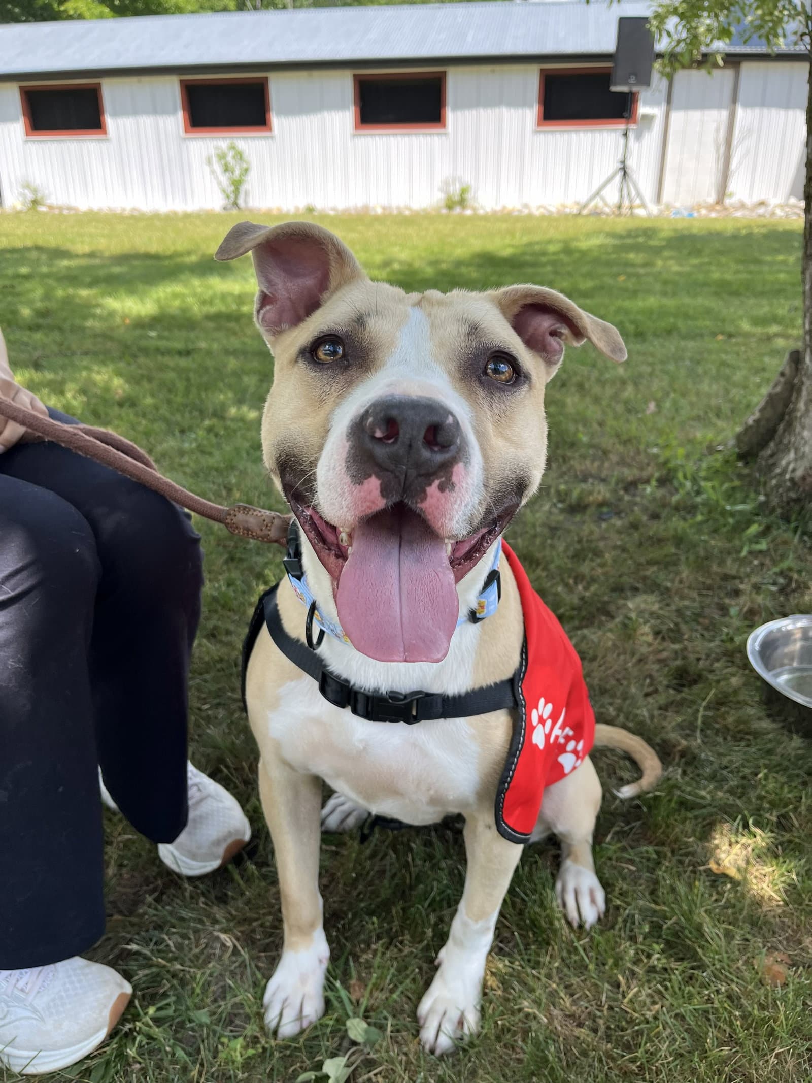 Ella - American Bulldog