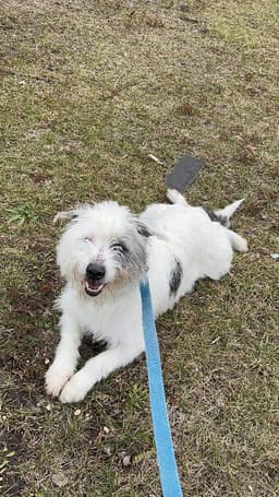 Loki image 1
