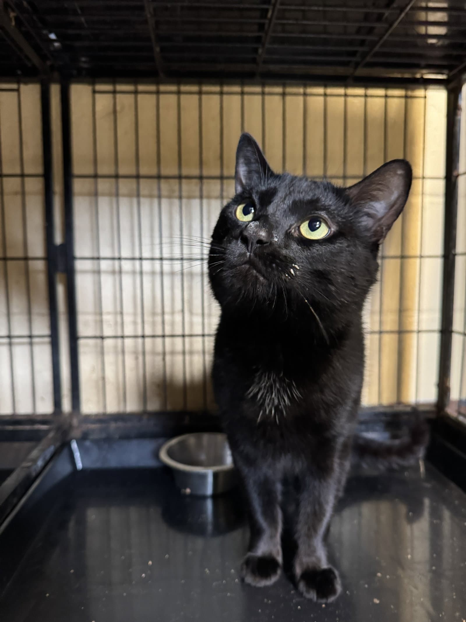 Kismet - Domestic Short Hair