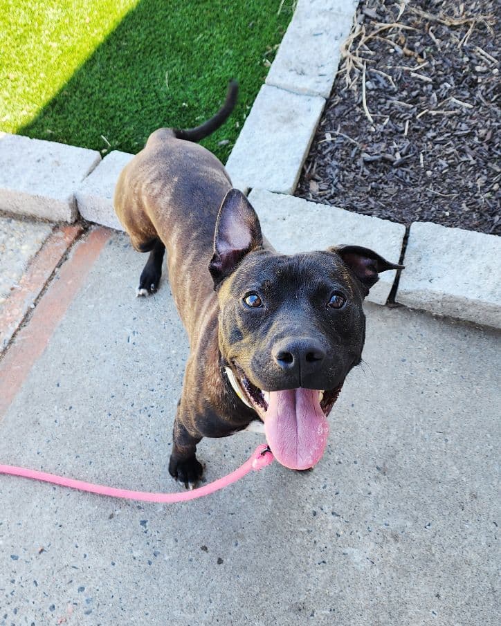 Tango - American Staffordshire Terrier