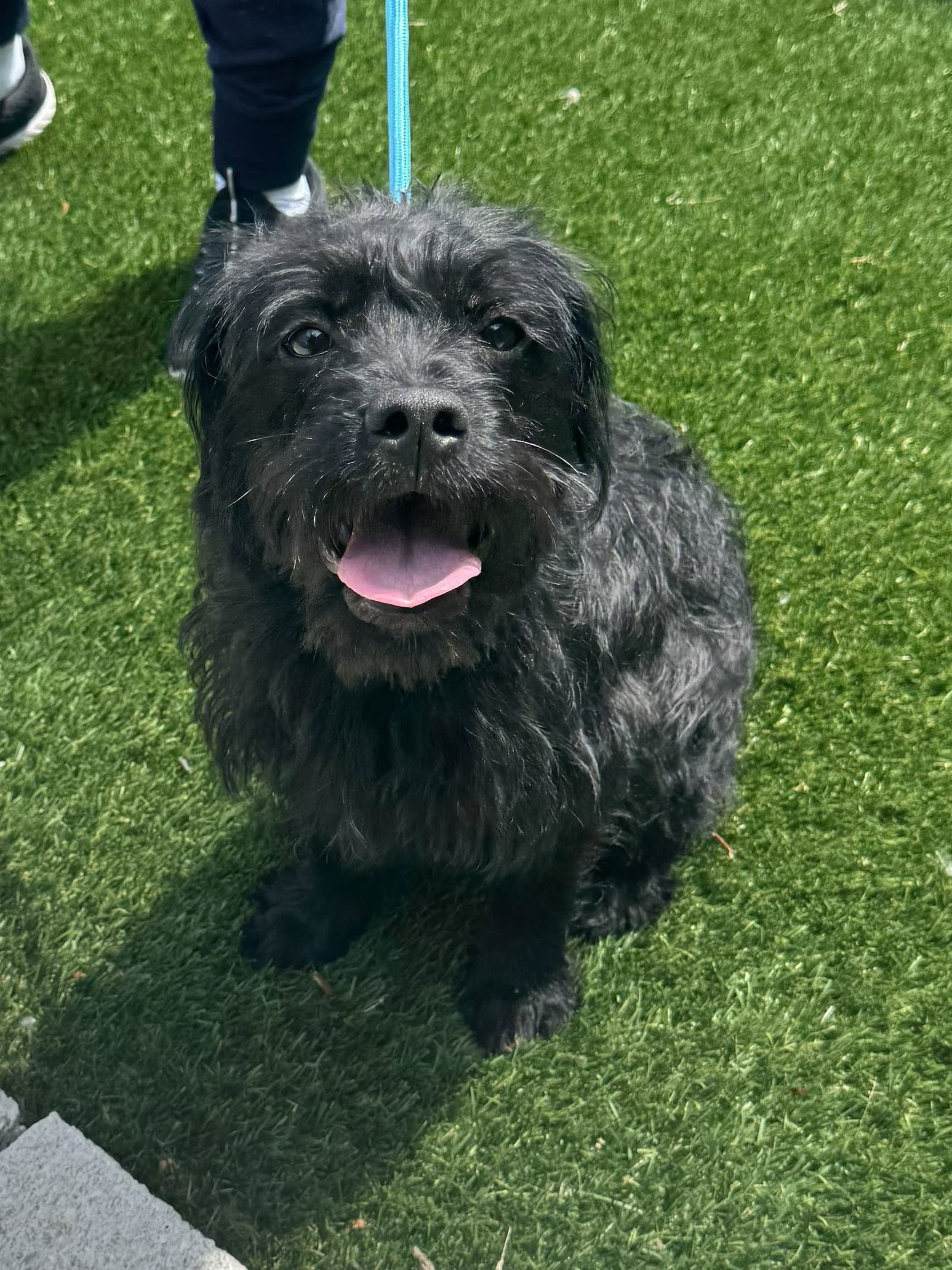 Ivy - Terrier