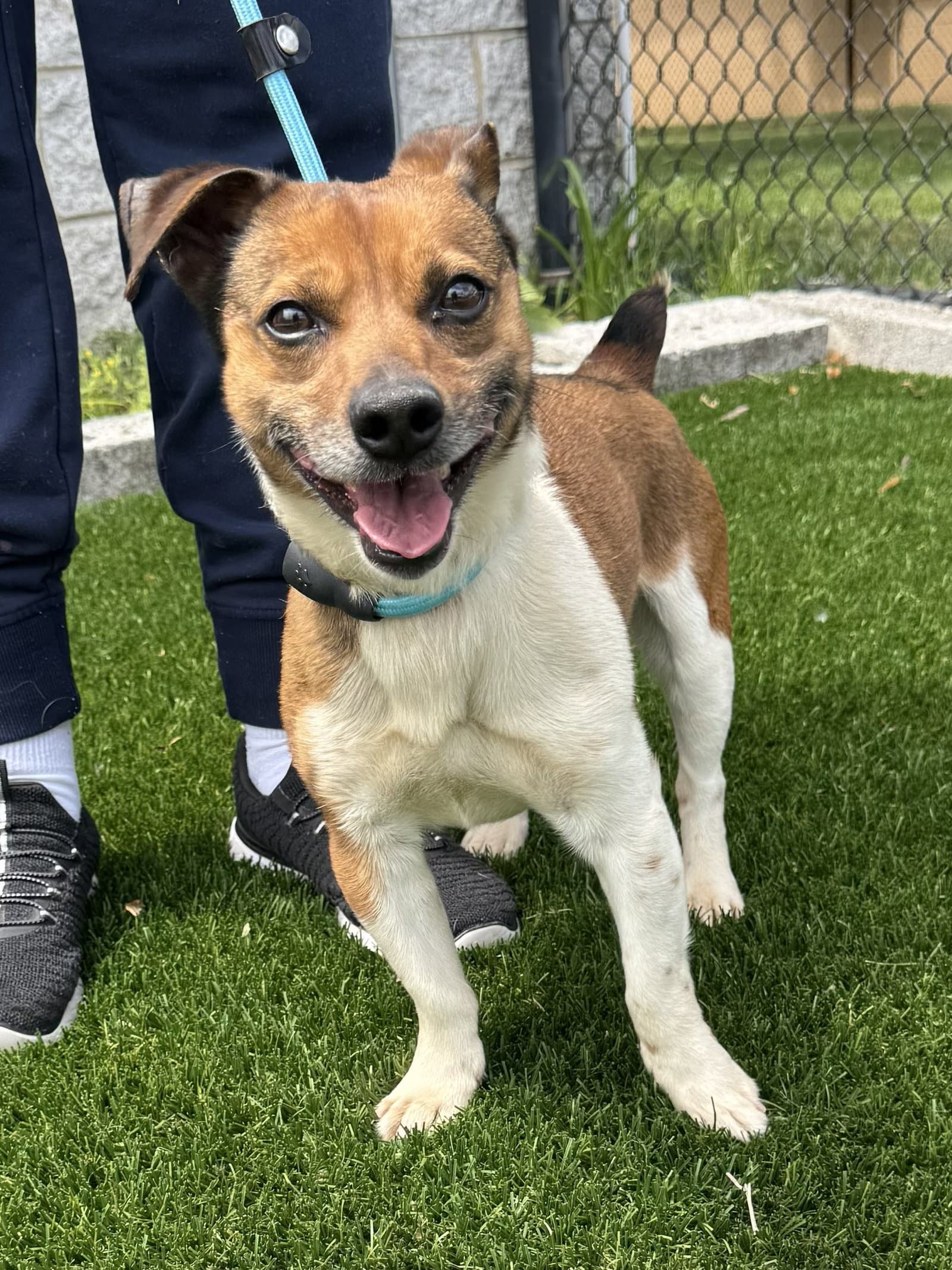 Russell - Jack Russell Terrier