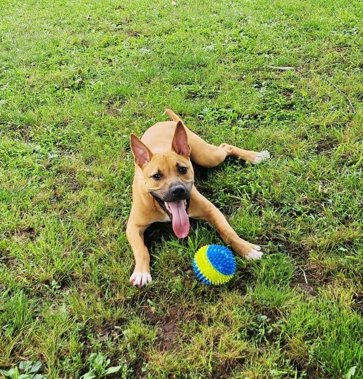 Romeo - American Staffordshire Terrier