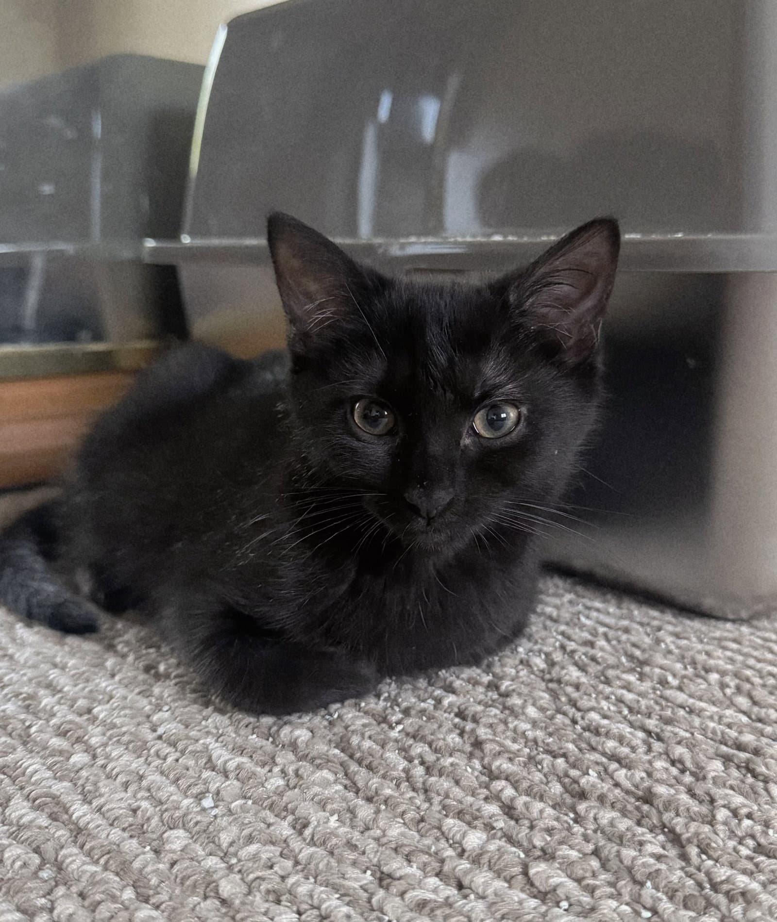 Thalia - Domestic Short Hair