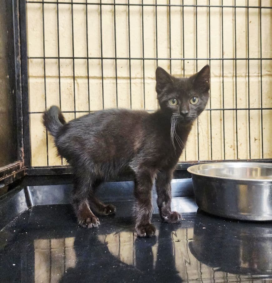 Bitzy - Domestic Short Hair
