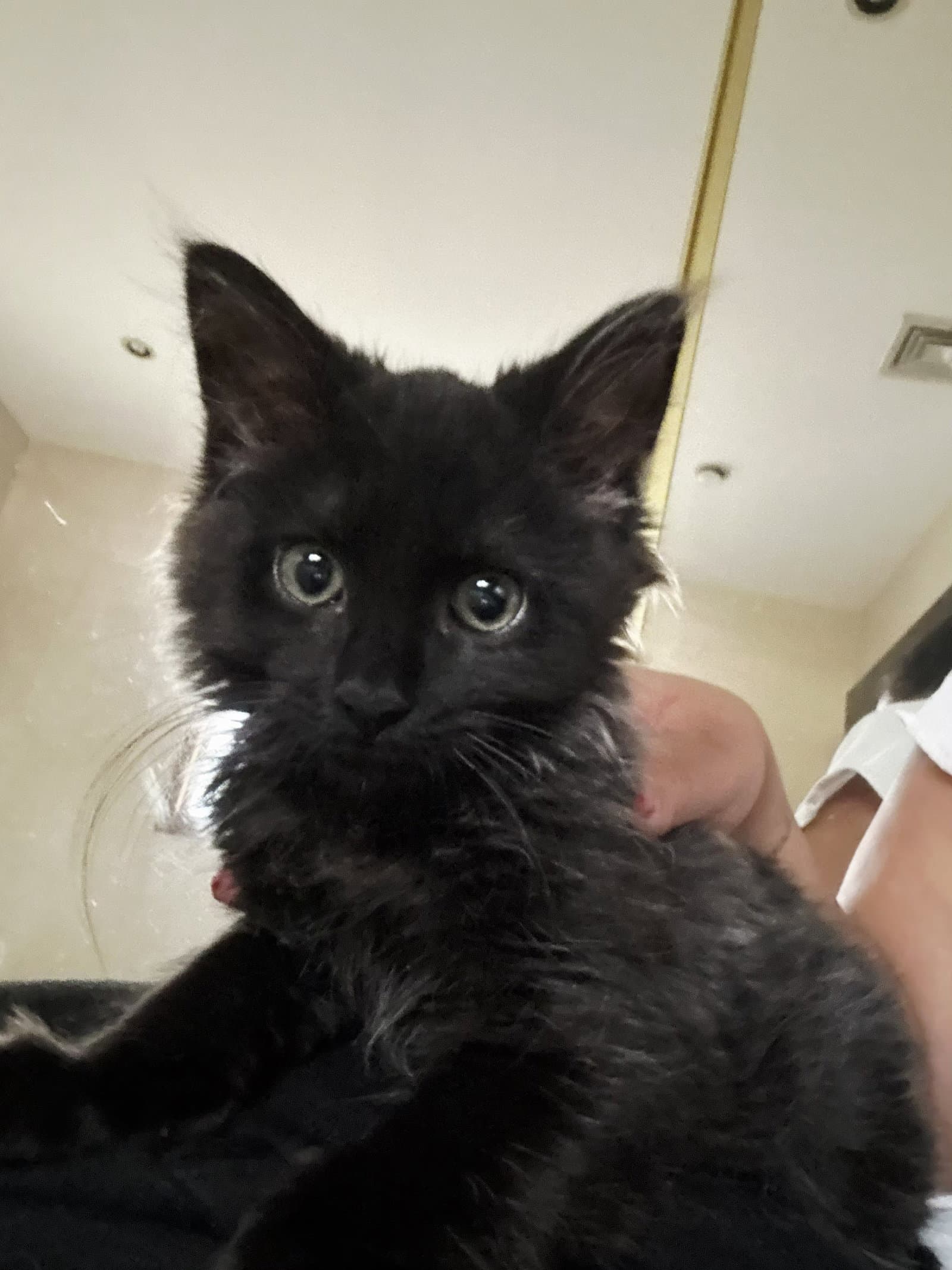 Stormy - Domestic Medium Hair