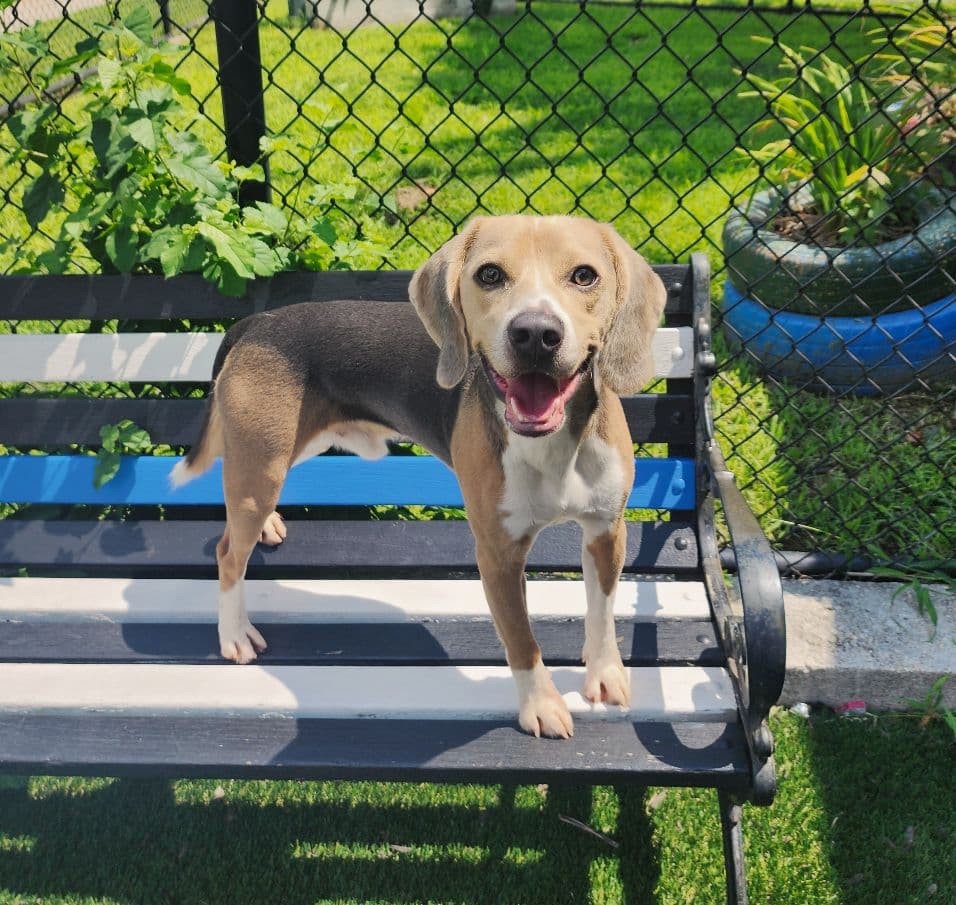 Bentley - Beagle
