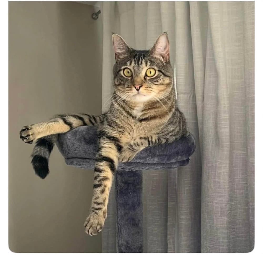 Loki  Courtesy Post - Domestic Short Hair