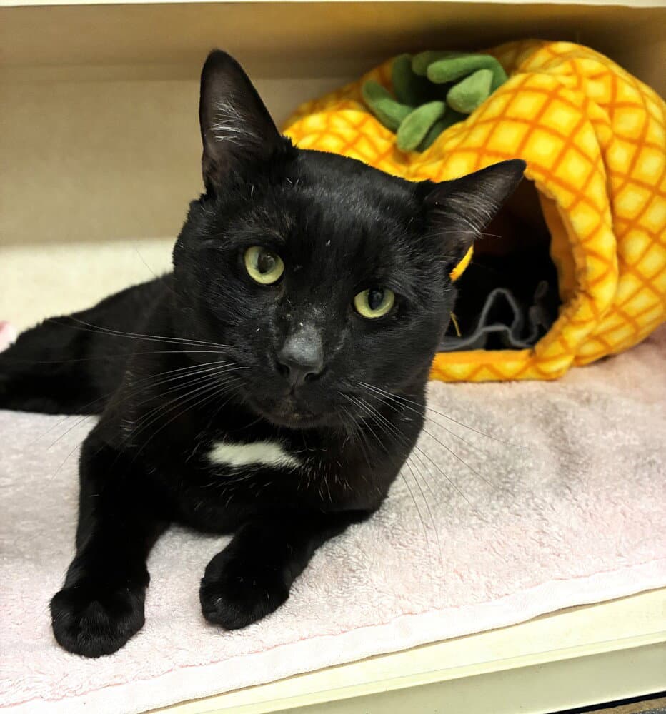 Rebel - Domestic Short Hair