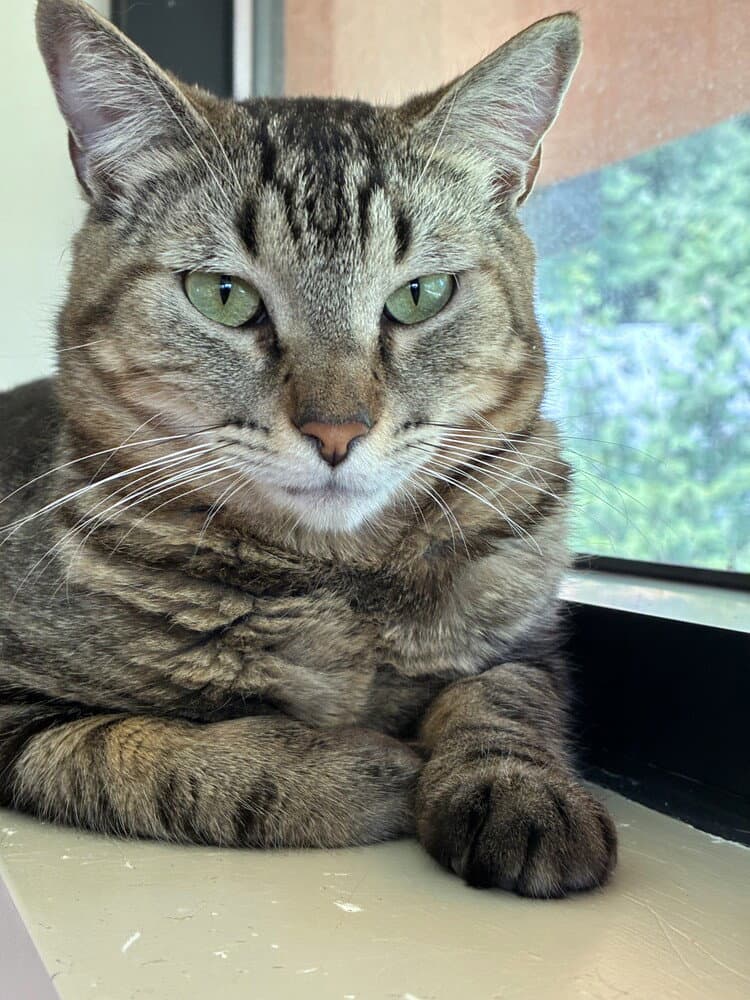 Ramses - Domestic Short Hair