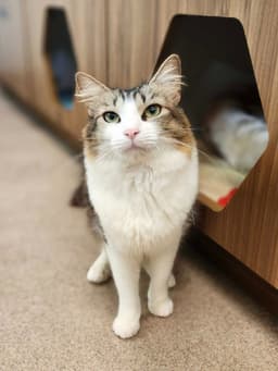 Cassie image 1