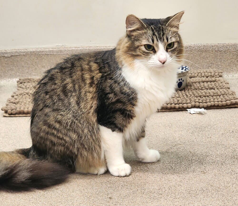 Rue - Domestic Short Hair