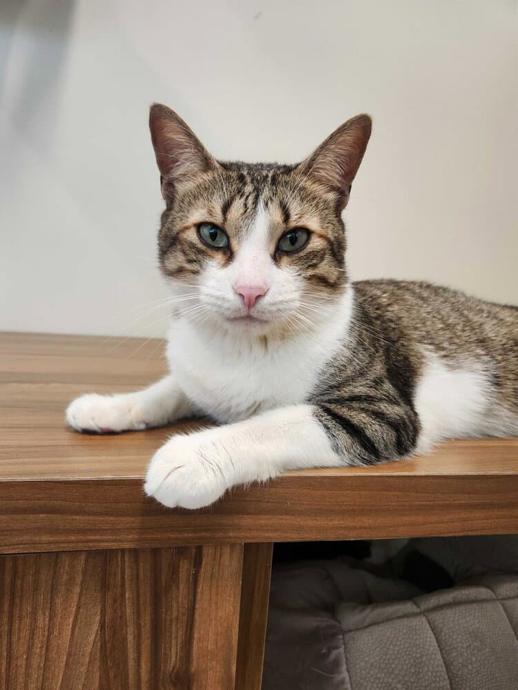 Thor - Domestic Short Hair