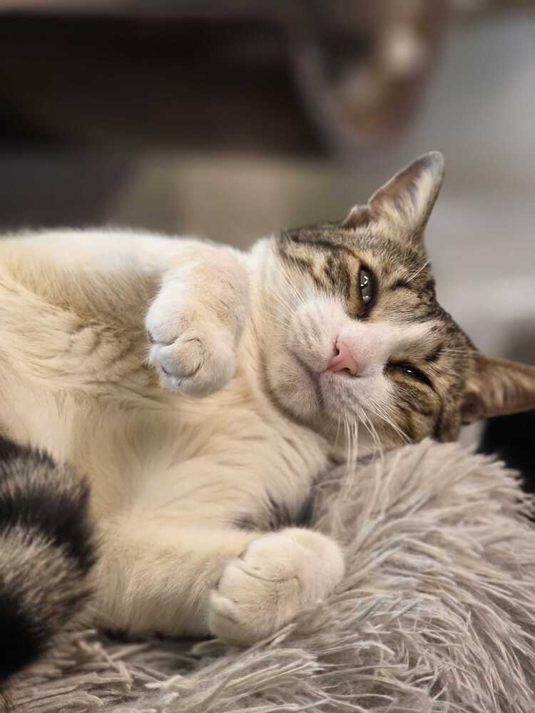 Thor - Domestic Short Hair