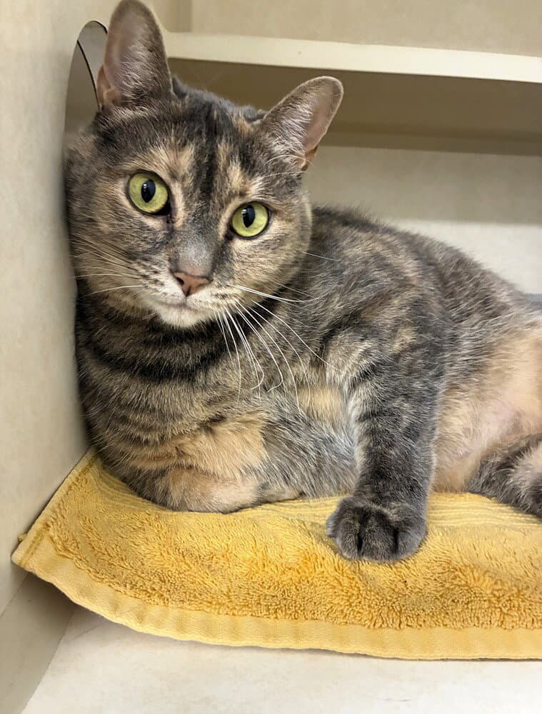 Lila - Domestic Short Hair