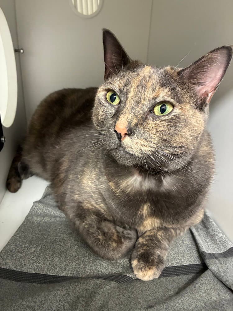 Willow - Domestic Short Hair